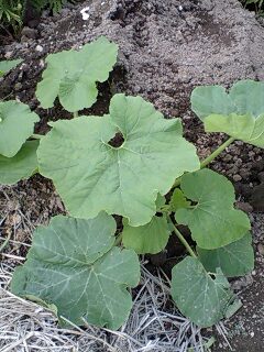 カボチャが芽を出した