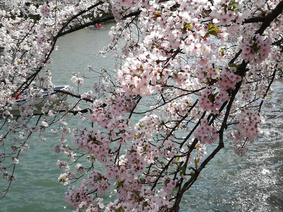 お堀と桜