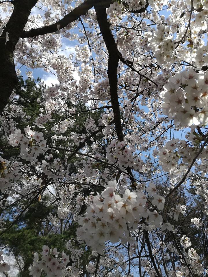 桜満開